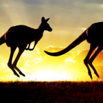 Kangaroo – clapway