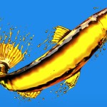 Fish oil - Clapway