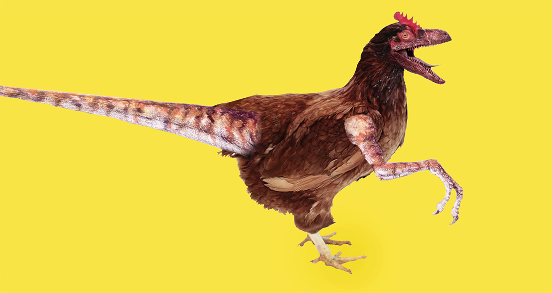 Происхождение курицы. Джек Хорнер Курозавр. Курица динозавр. Доисторическая курица. Эволюция курицы.