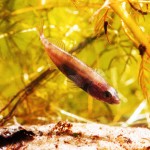 Stickleback Fish Urinate Through the Intestine