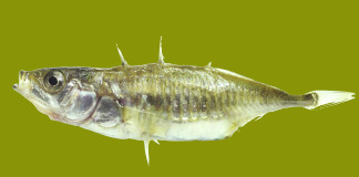 Male Stickleback - Clapway