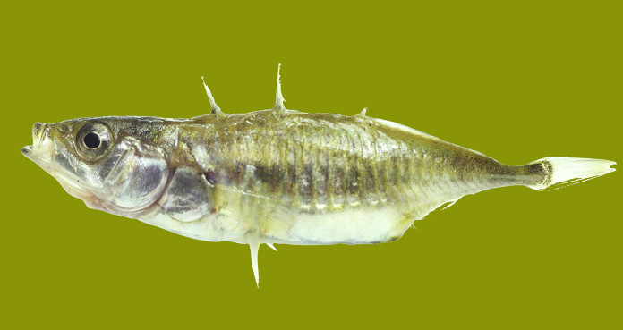 Male Stickleback - Clapway