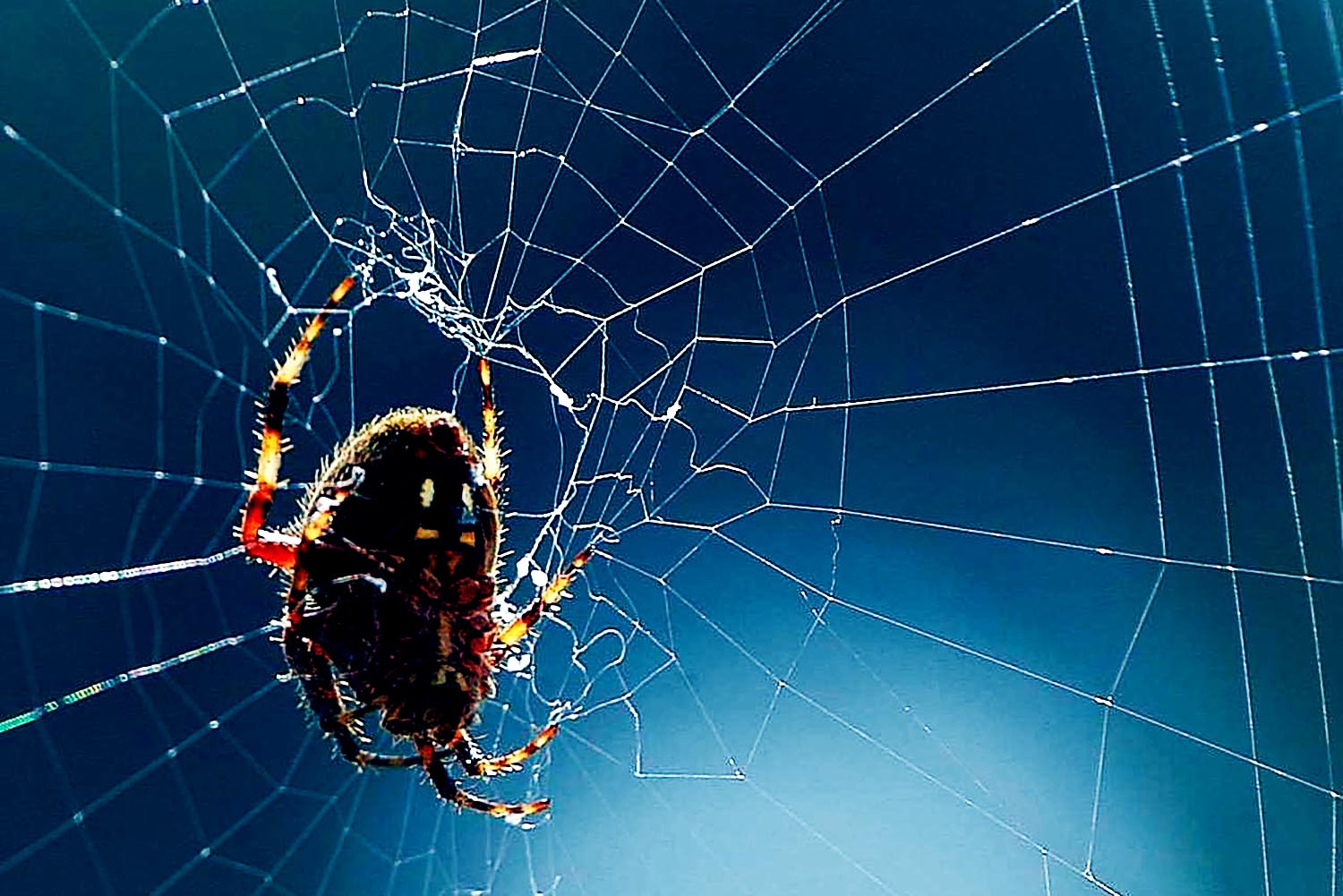 Spider Webs can trap DNA