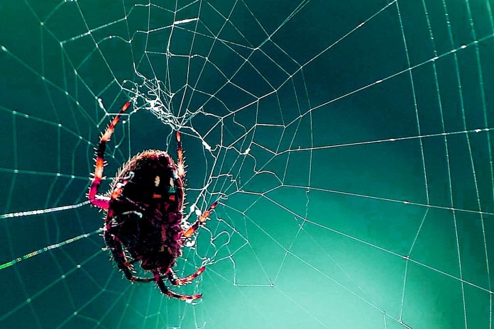 9. Spider Web