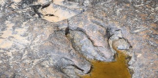 Dinosaur footprint Skye