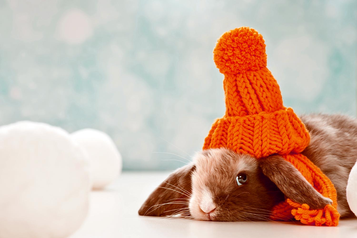 Заяц в шапке