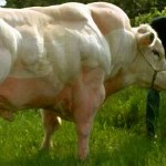 5. Antibiotics Super cow 3