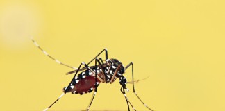 Anti-Dengue Vaccine