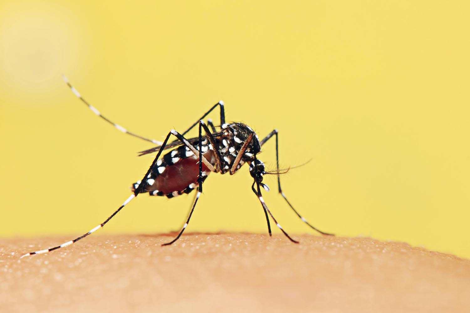 Малярия укусы комаров. Укус комар малярийный комар. Укус малярии малярийный комар.