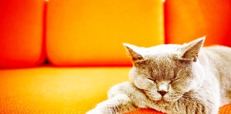 Cats: A Better Treatment for Insomnia than Antidepressants
