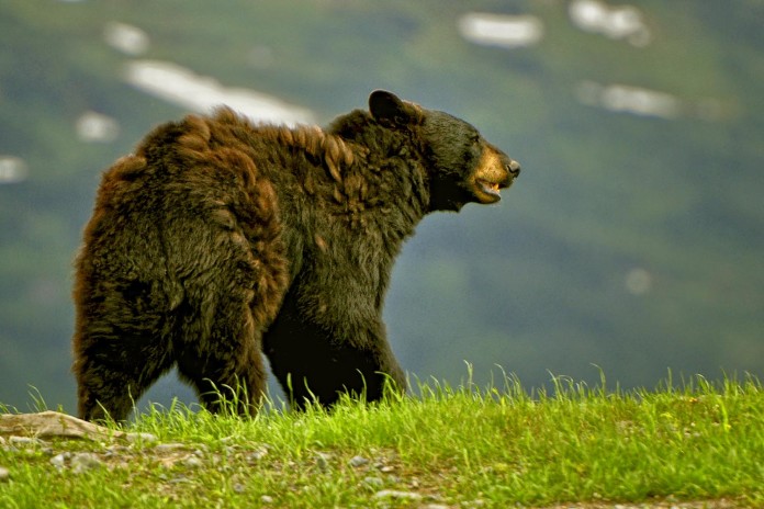 9. Bear Hunters 2