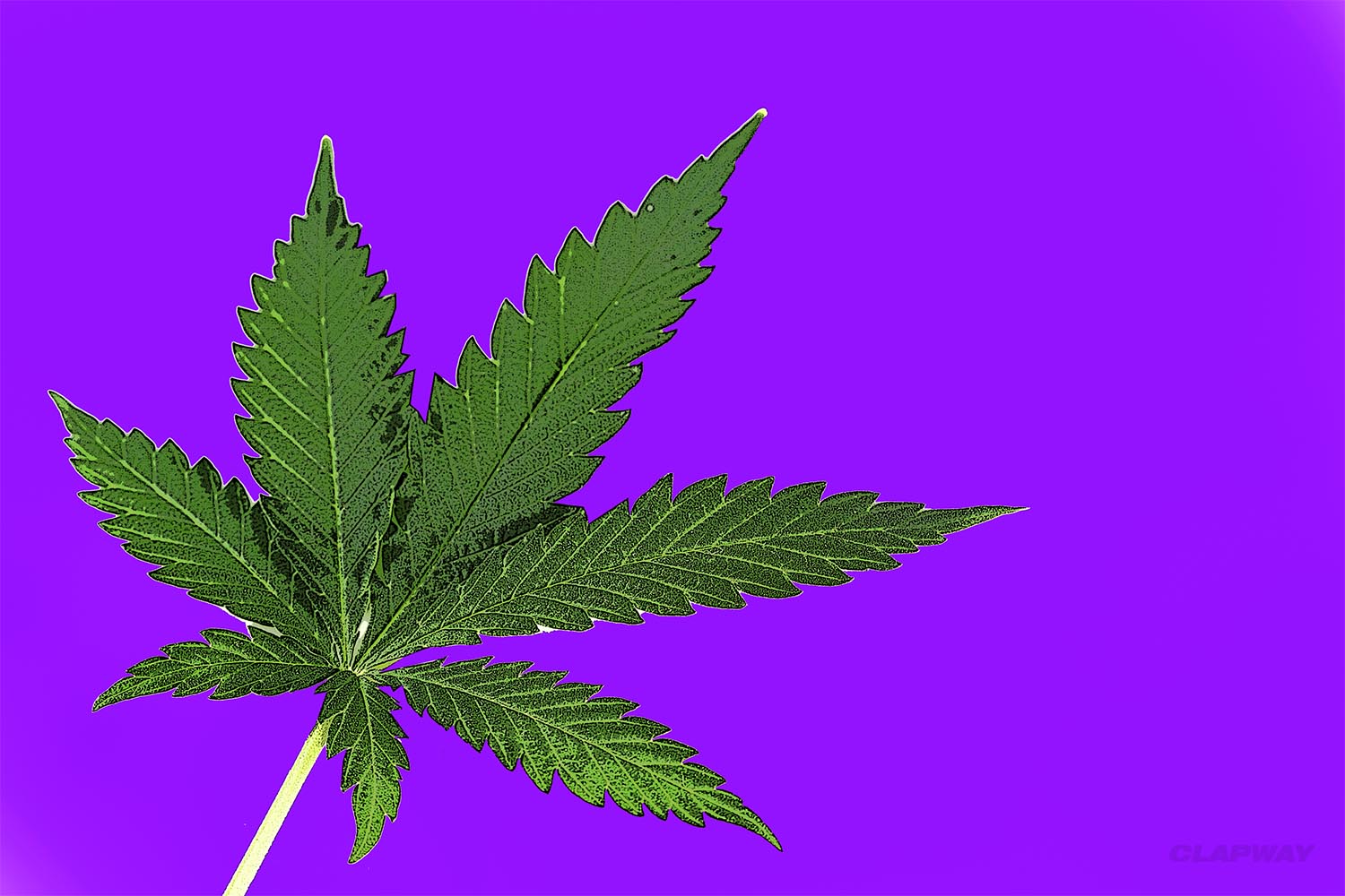 Marijuana strains Clapway