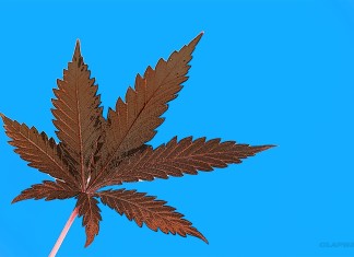 Top Five Medical Marijuana Strains Clapway