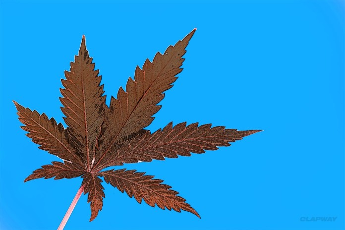 Top Five Medical Marijuana Strains Clapway