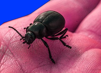 3 Shocking Facts About Bedbugs and NYC Hotels Clapway