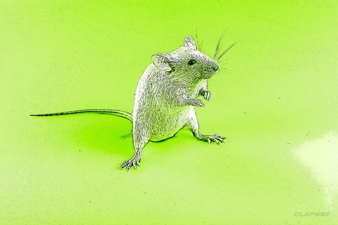China: Mouse Sperm Can Help Women Get Pregnant Clapway