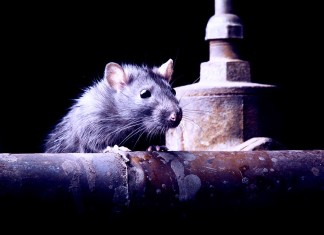 5 Reasons Why Rats Get Depressed Clapway