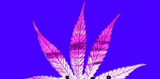Americans "Go Dabbing", Marijuana Experts Say Clapway