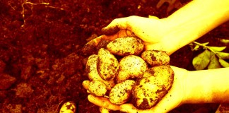 Russia to Join NASA in Growing Mars Potatoes Clapway