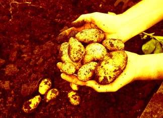 Russia to Join NASA in Growing Mars Potatoes Clapway