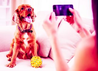 iPhone Dog Health Tracker: 5 Things Making Apple Fans Happy Clapway