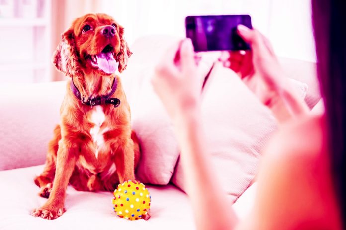 iPhone Dog Health Tracker: 5 Things Making Apple Fans Happy Clapway