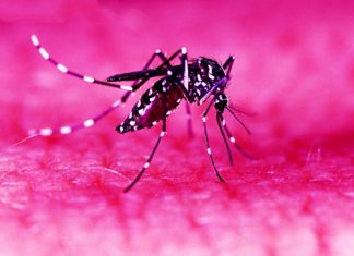 Top 7 Ways To Drive Away Annoying Mosquitoes And Pests Clapway