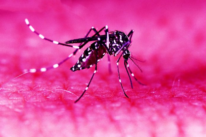 Top 7 Ways To Drive Away Annoying Mosquitoes And Pests Clapway