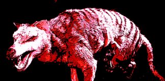 Man Captured Satan Thylacine Tasmanian Tiger on Camera Clapway