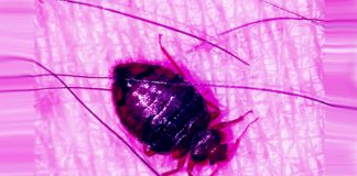 Bed Bugs: The Worst Bed Pest and How To Get Rid of Them
