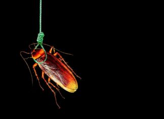 Why Cockroaches Commit Suicide