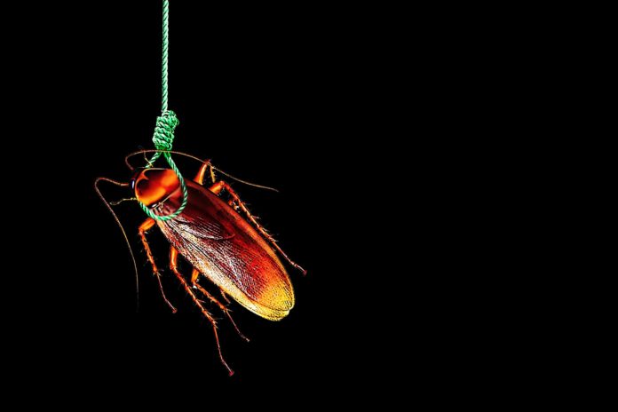 Why Cockroaches Commit Suicide